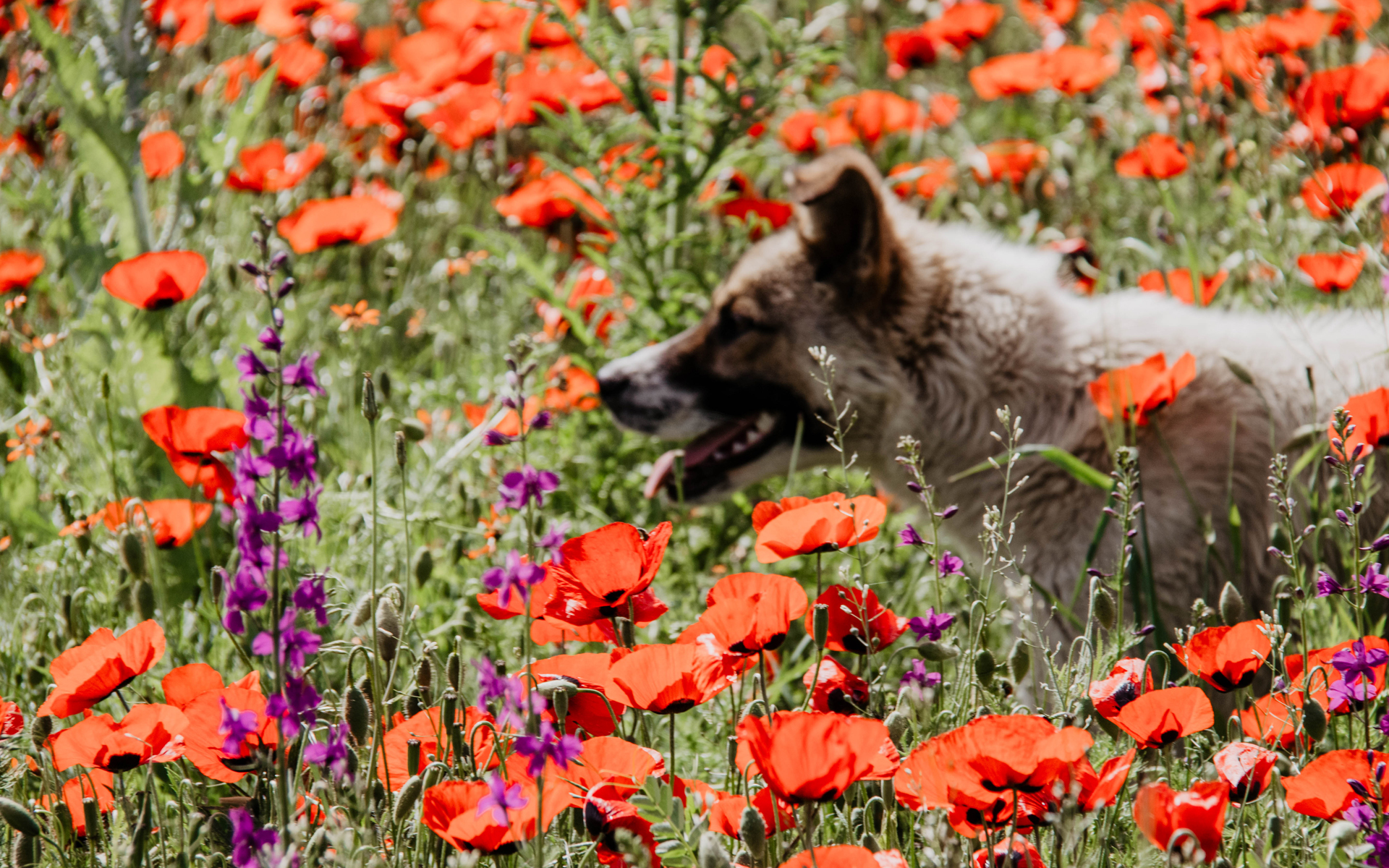 Ein Mohnblumenfeld in Armenien, durch das ein Hund läuft.