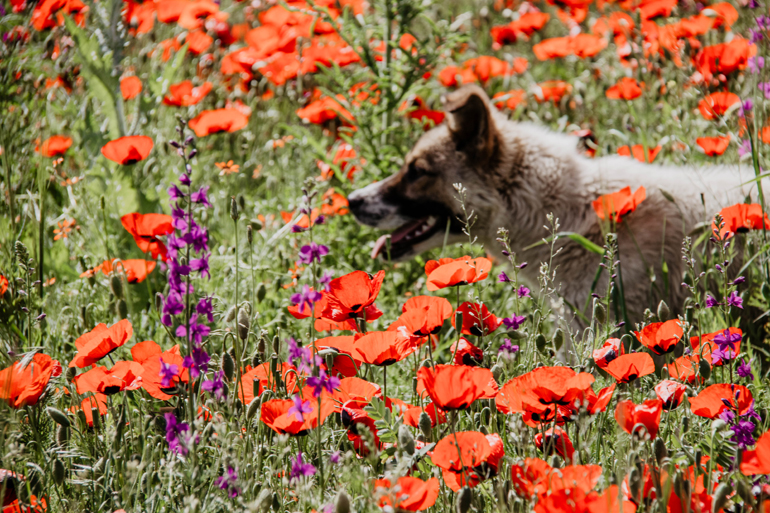 Ein Hund in einem Blumenfeld.