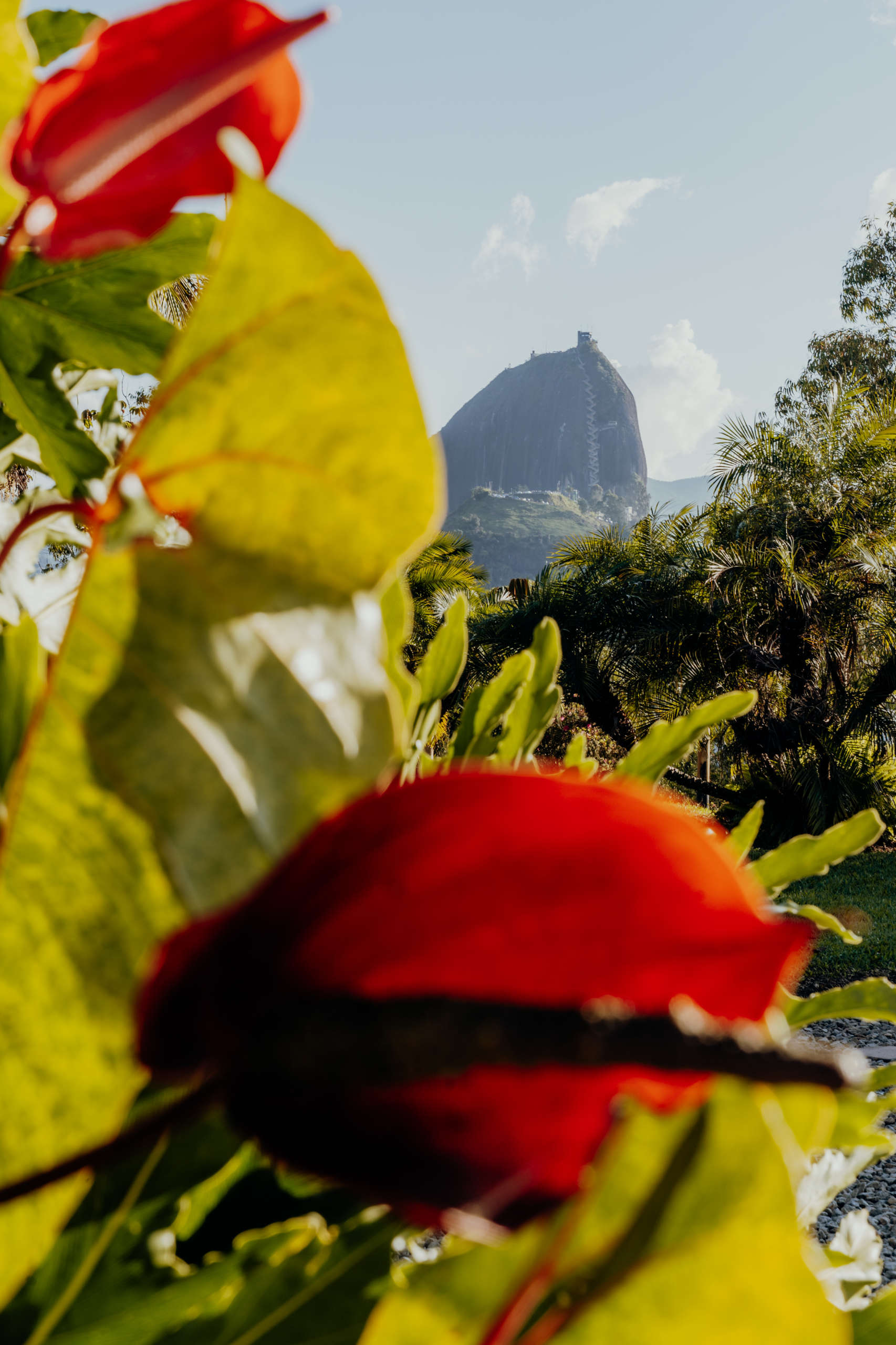Eine rote Blume mit einem Berg im Hintergrund.