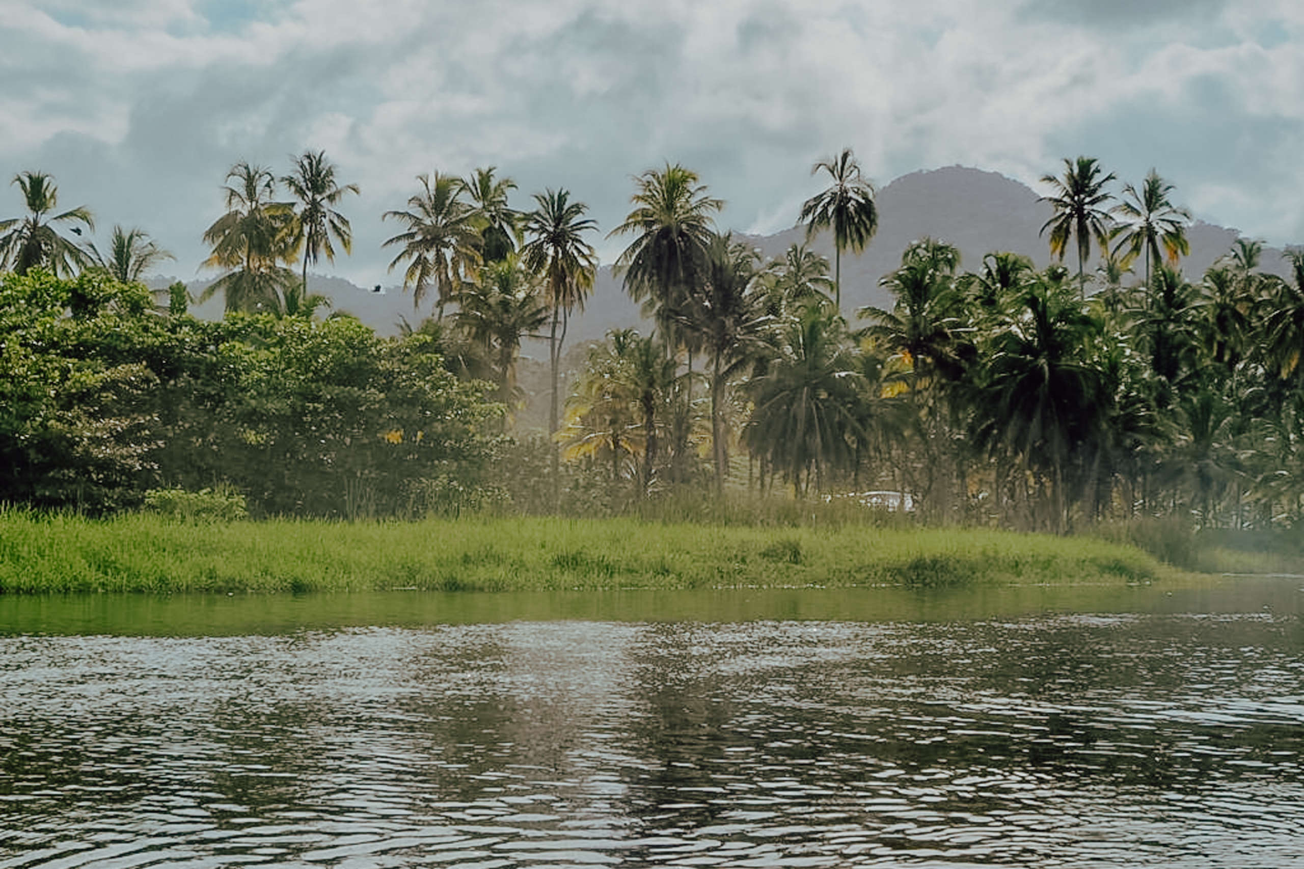 It is idyllic on the Rio Palomino. Palm trees close to the water.