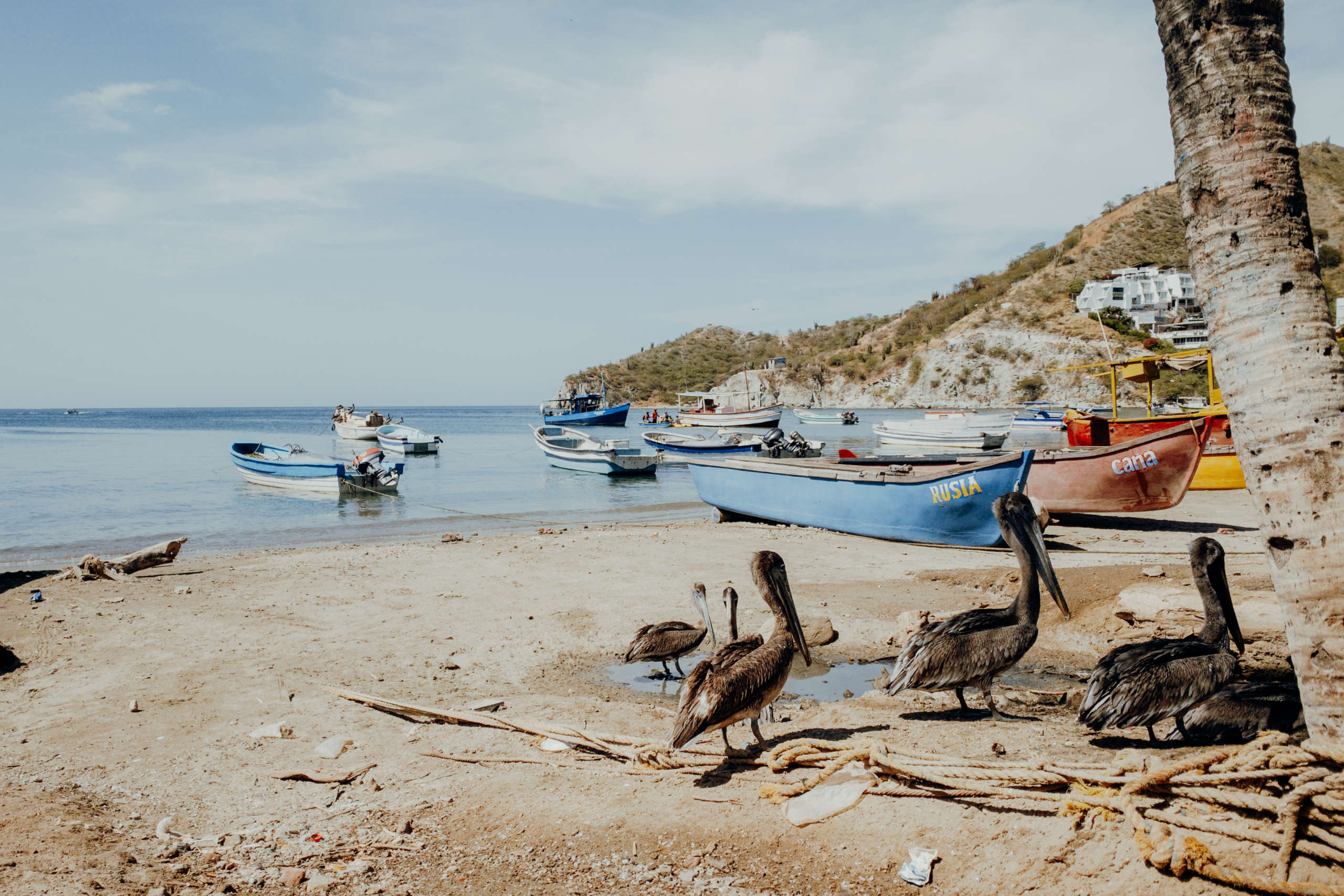 Pelikane die am Strand entlang laufen.