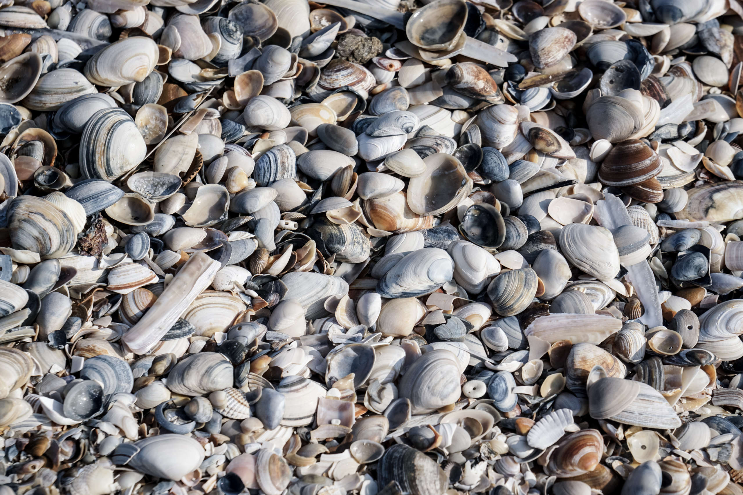 Viele verschiedene Arten von Muscheln am Strand