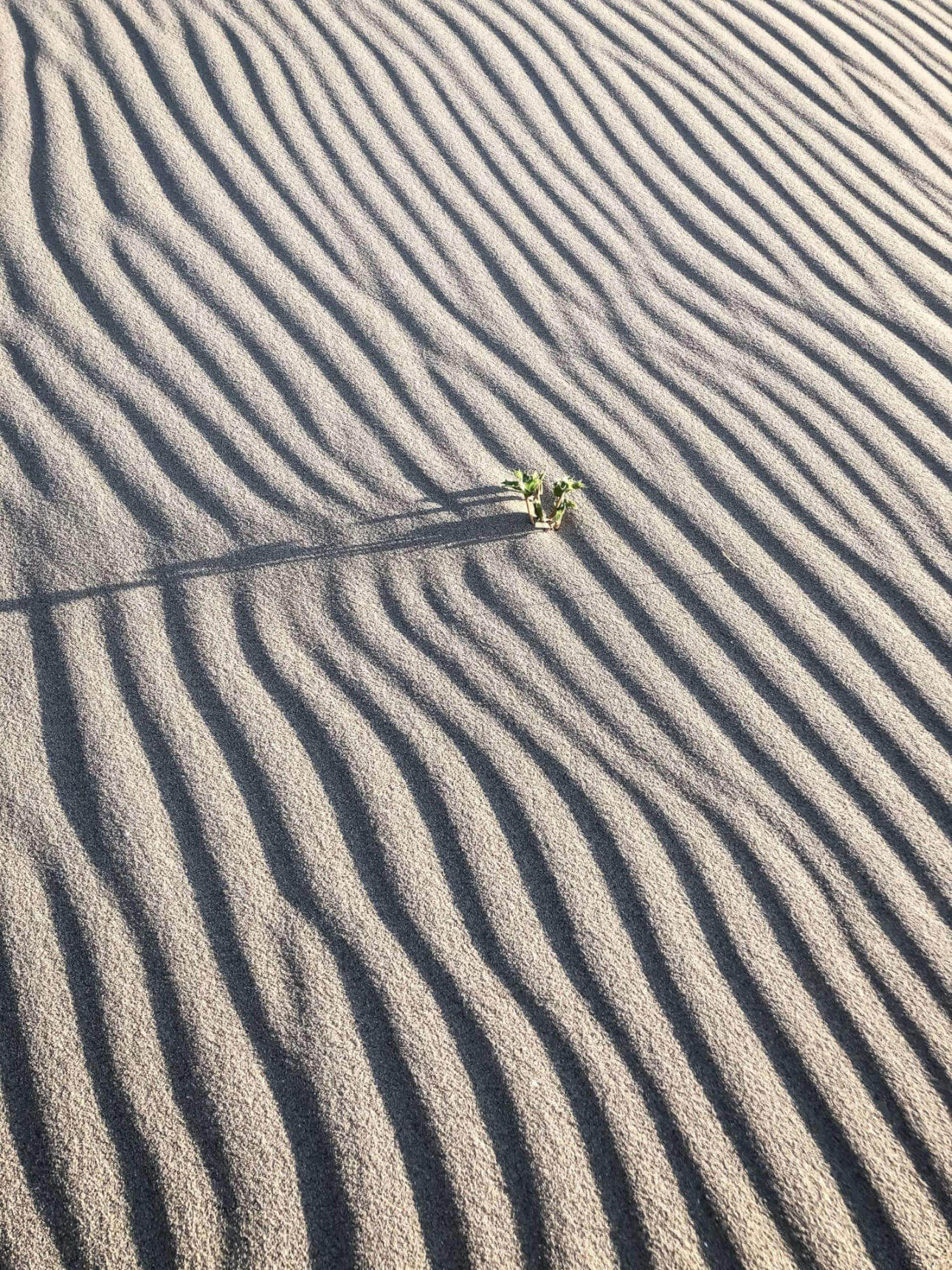 Eine Pflanze die aus dem Sand ragt an einem Strand in den Niederlanden