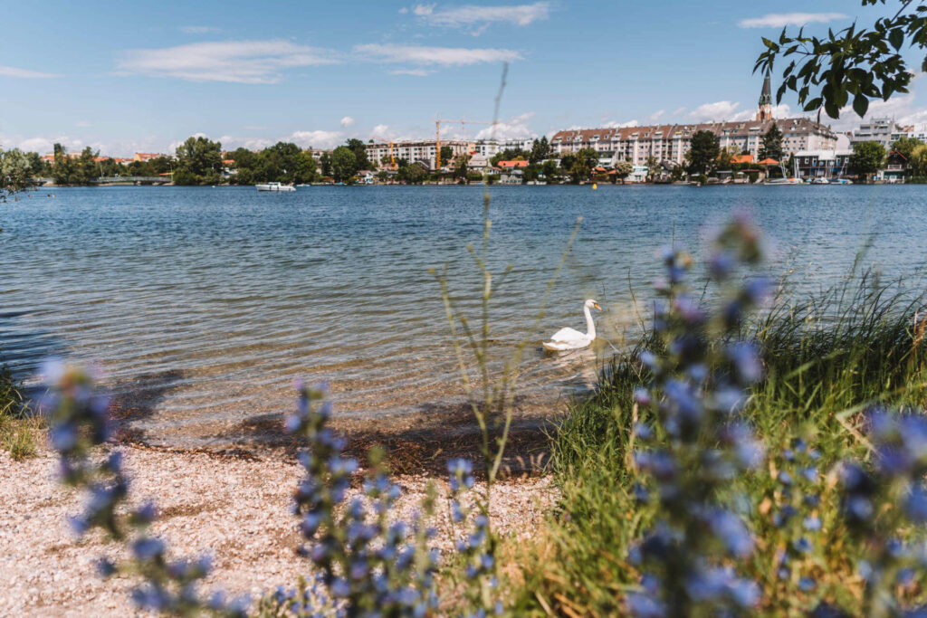 Blick vom Ufer auf die Alte Donau und einen dahinterliegenden Häuserblock in Wien, ein Schwan schwimmt im Wasser.