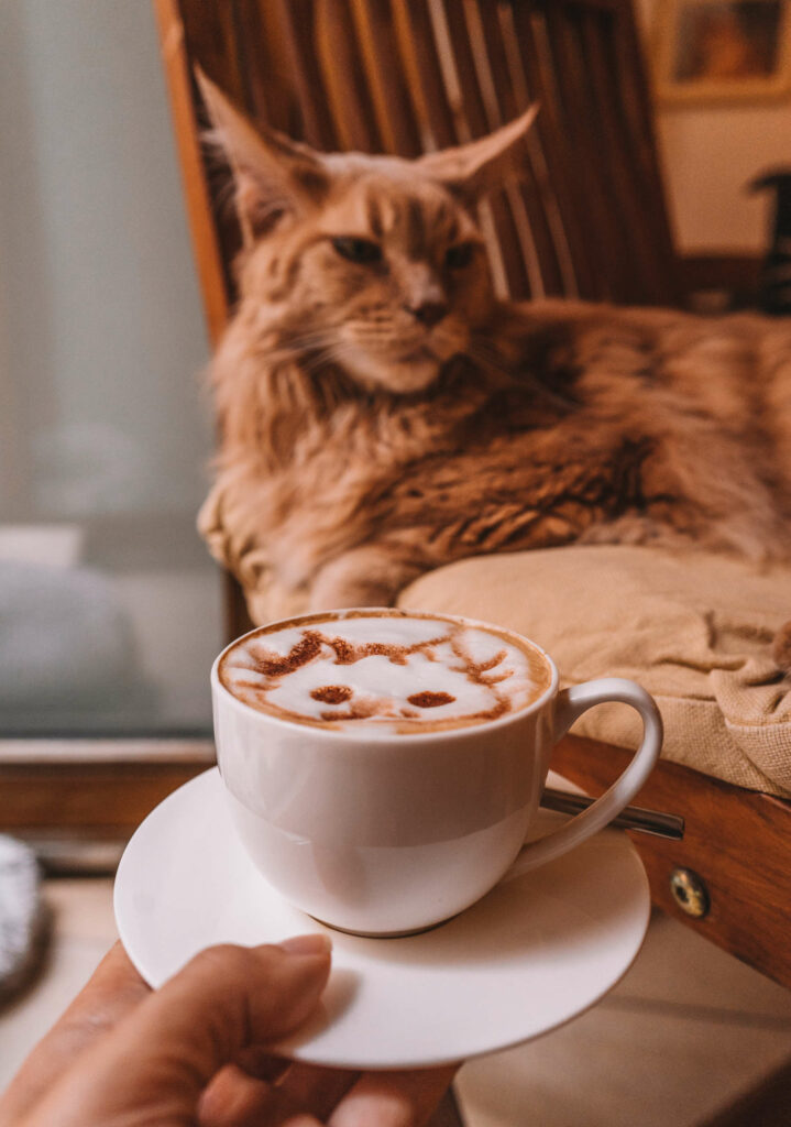 Eine Tasse Cappucino und eine Katze im Katzencafé Wien