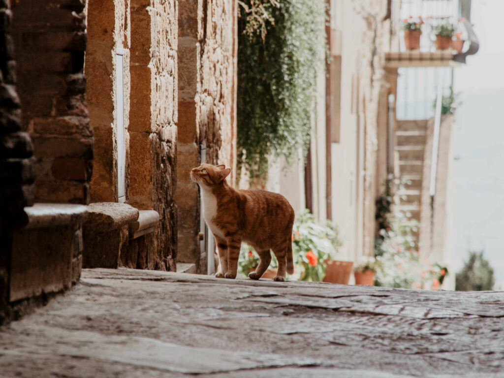 Eine Katze mit rot-bräunlichem Fell schleicht durch die blumengeschmückten Gassen von Pienza in der Toskana. Der Ortschaft sollte man bei einer Reise durch die Toskana unbedingt einen Besuch abstatten.