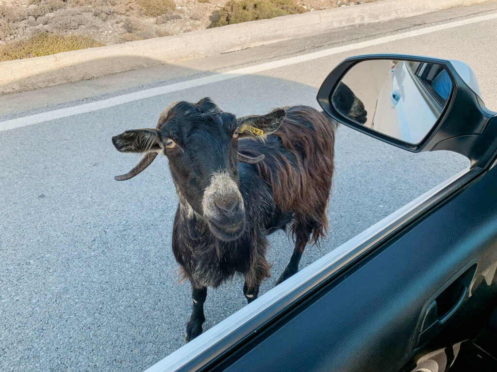Bekanntschaft im Sitia Geopark auf Kreta: Eine neugierige Ziege steht vor dem Auto und blickt durch das Fahrerfenster hinein.