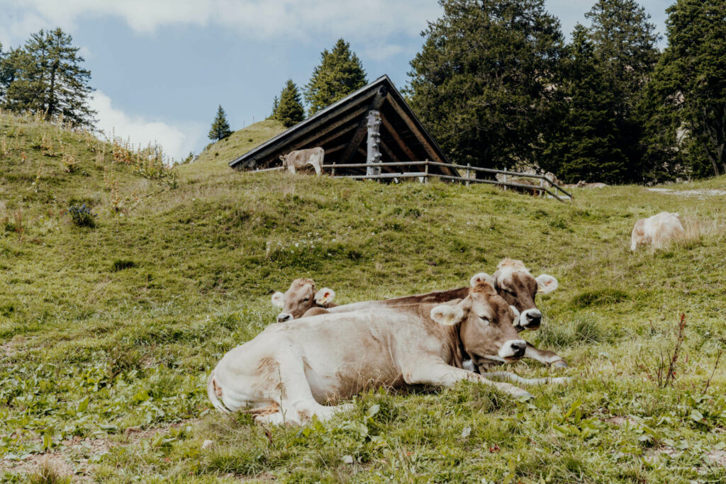 Kühe liegen auf einer Wiese, der Rigi, im Hintergrund liegt ein traditionelles Holzhaus auf der Rigi in der Schweiz.