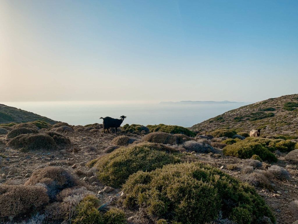Wanderweg im Sitia Geopark auf Kreta, Ausblick auf den Ozean, vor der Klippe steht eine Ziege.