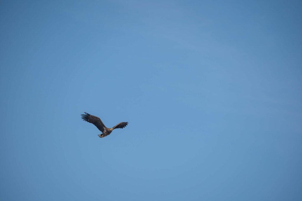 Am strahlend blauen wolkenlosen Himmel fliegt mit gespreizten Flügeln ein schwarzer Seeadler
