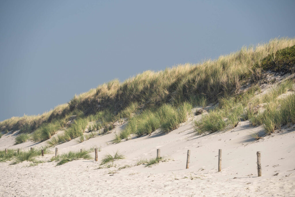 Eine Düne am Weststrand in Darß mit weißem Sand und Gräsern bewachsen liegt unter blauem Himmel.