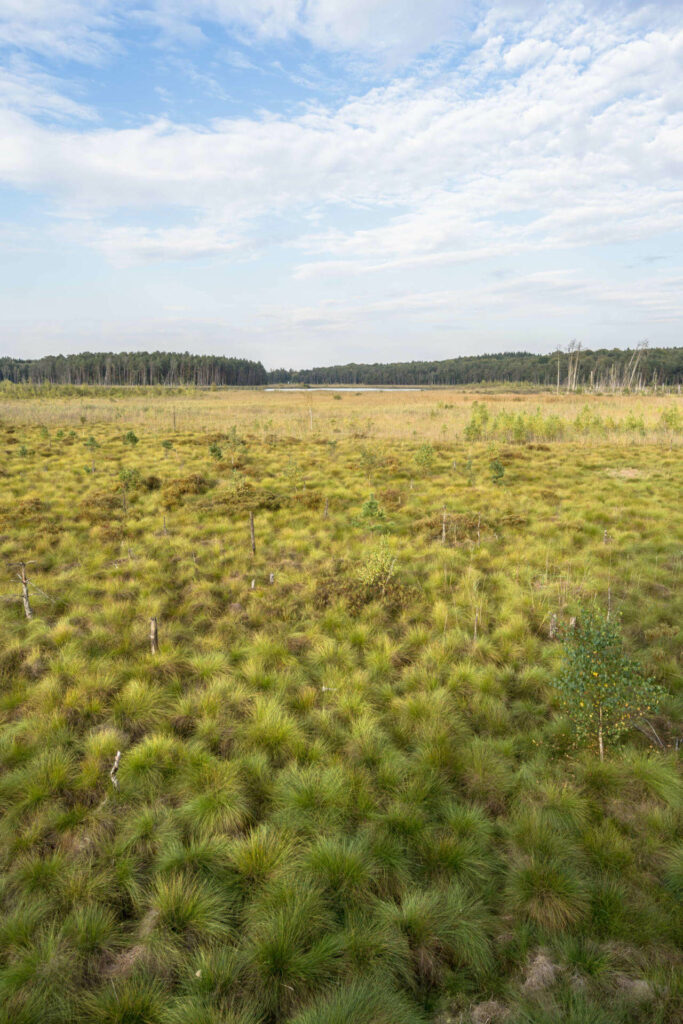 Dicht bewachsene Pflanzen prägen die Landschaft, entfernt liegt der Große Serrahnsee.