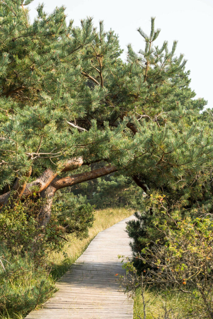 Ein Steg führt durch grüne Bäume und Gräser durch einen Teil des Nationalparks Vorpommersche Boddenlandschaft.