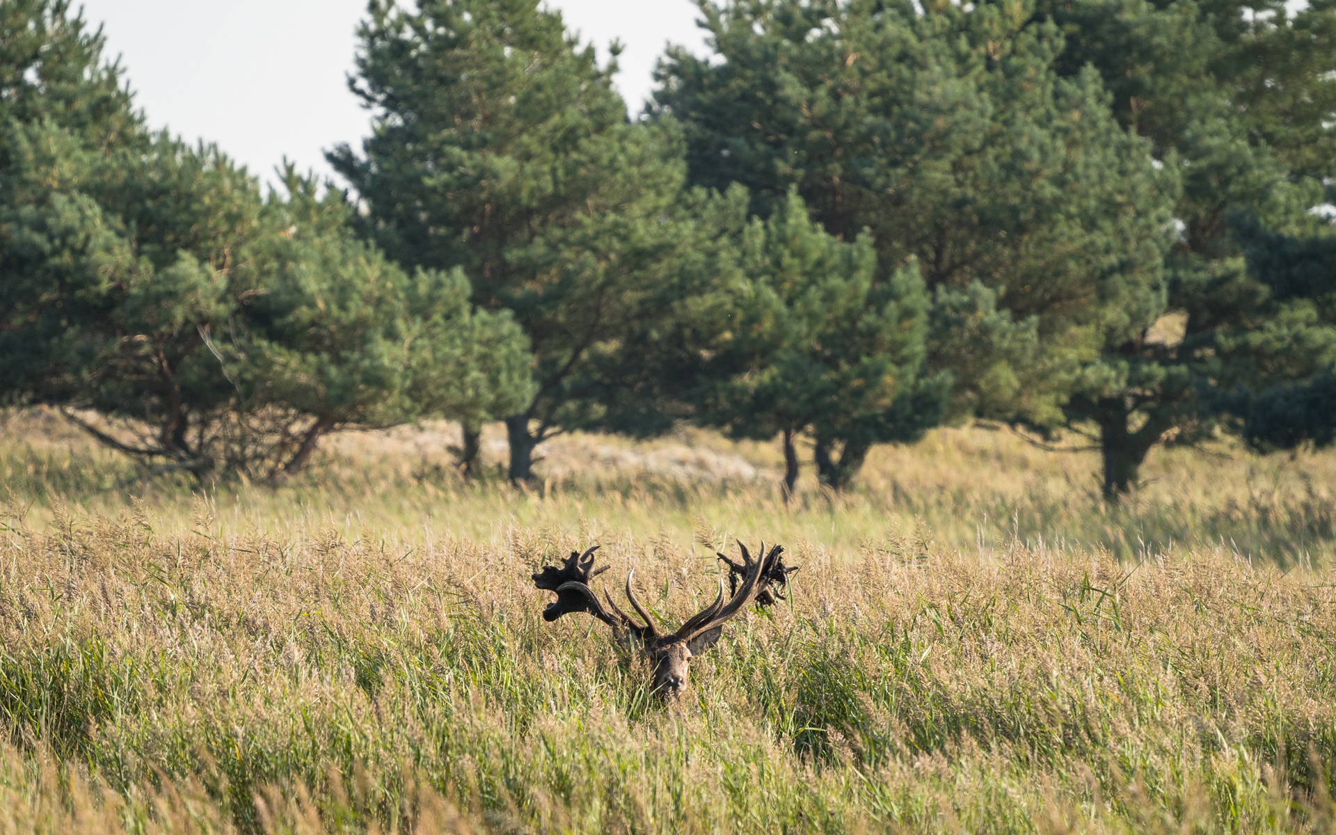 Ein Hirsch mit riesigem Geweih blickt aus einem Dickicht aus hohem Gras hervor, nur Gesicht und Geweih sind zu sehen, im Hintergrund stehen Bäume des Nationalpark Vorpommersche Boddenlandschaft.