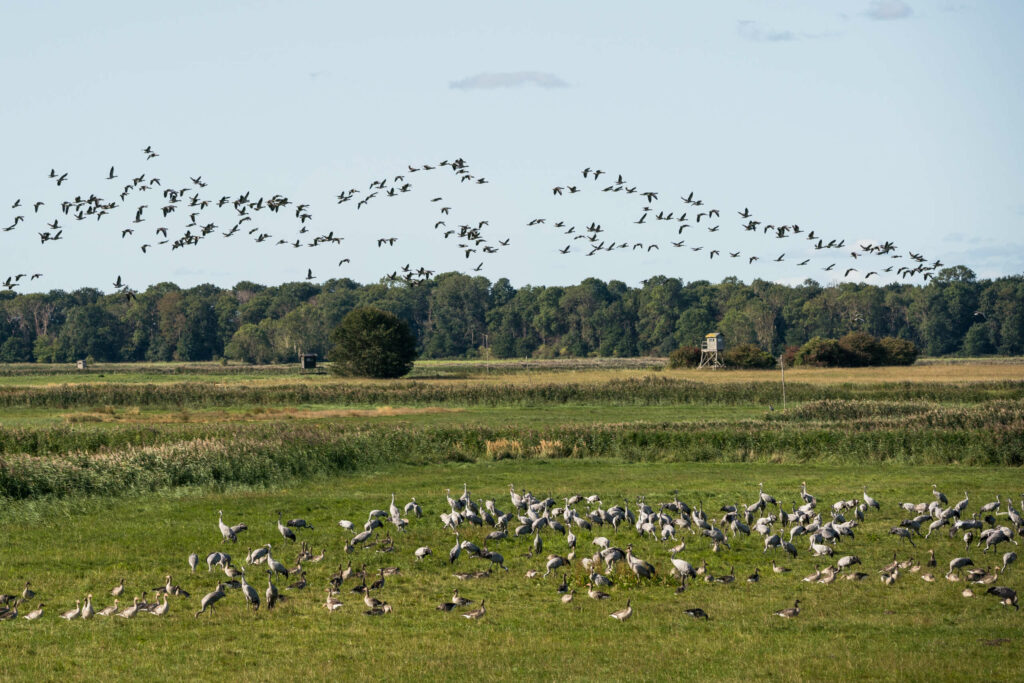Hunderte Kraniche, teils in der Luft und teils auf dem grünen Gras stehend, prägen die Land im Nationalpark Vorpommersche Boddenlandschaft, durch grüne Gräser und Gebüsche erspäht man in der Ferne einen Jägerstuhl und den Wald im Kranorama.