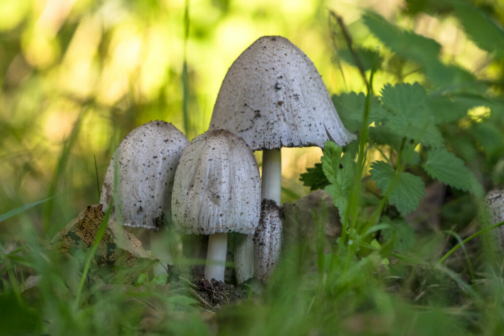 In Nahaufnahme fotografierte Pilze, ein großer und zwei kleine weiße, sprießen aus dem grünen dicht bewachsenen Boden.