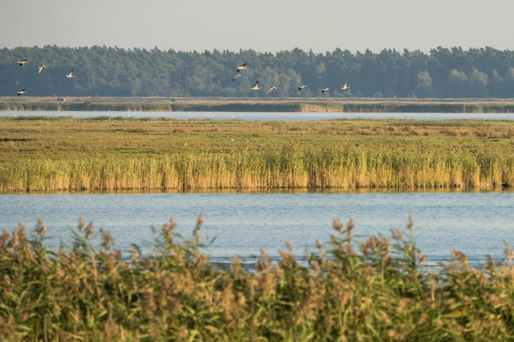 Kraniche fliegen über eine sumpfartige Landschaft, die sich im Großen Kirr im Nationalpark Zingst aus Wasser, Gräser und Gebüsch zusammensetzt, in der Ferne liegt der Wald.