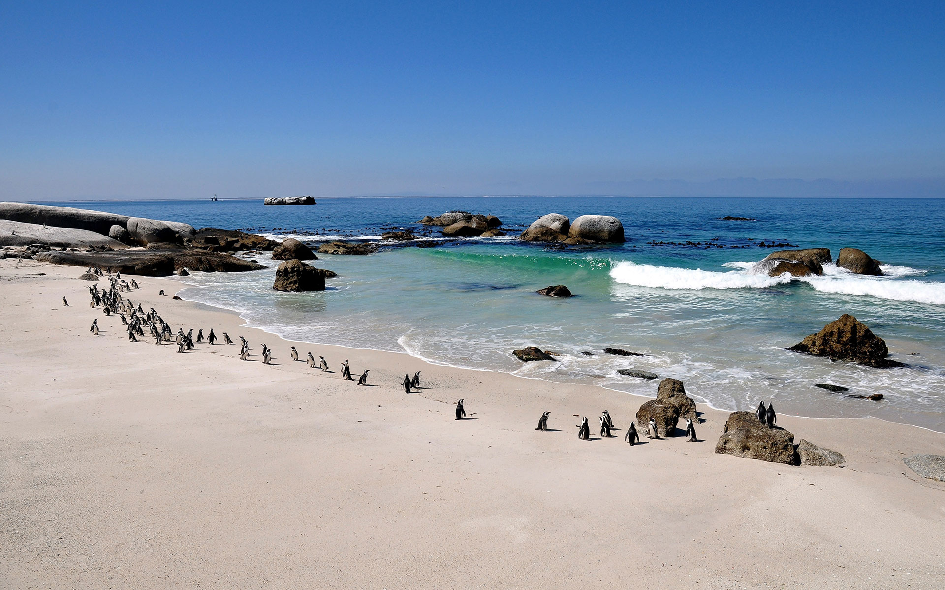Pinguine in ihrer natürlichen Umgebung am Strand zu erleben, ist ein Highlight auf jeder Reise durch Südafrika.