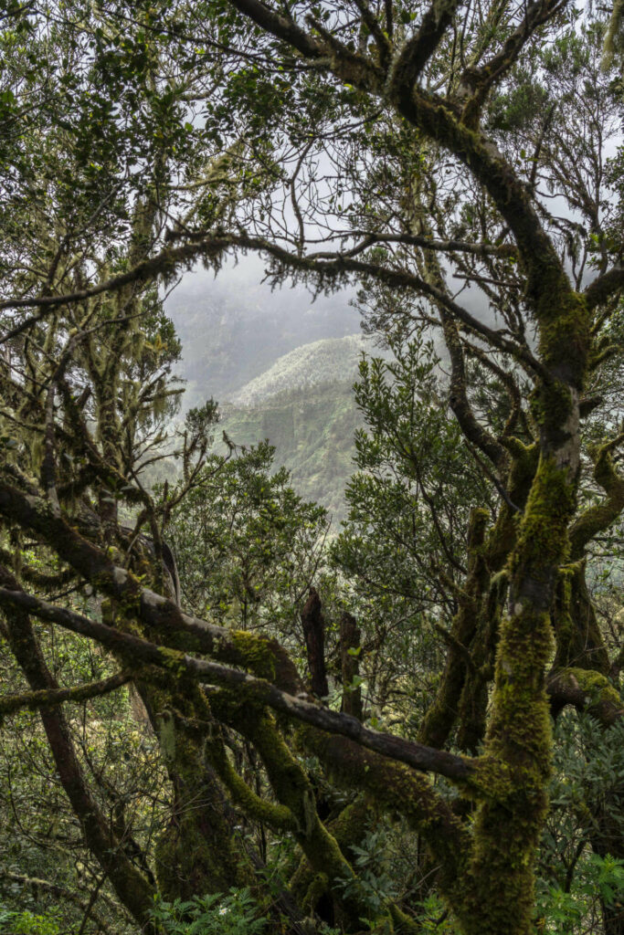 Mit Moos bewachsene Bäume im Lorbeerwald entdeckt man beim Wandern auf La Gomera