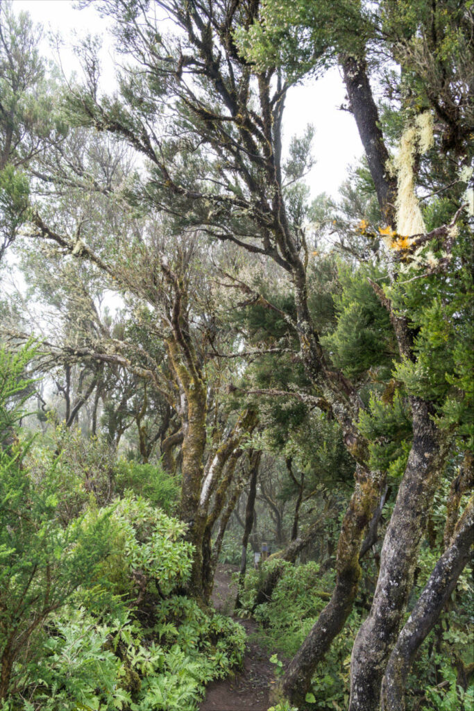 Auf der Kanareninsel La Gomera führt ein Wanderweg durch den Lorbeerwald.