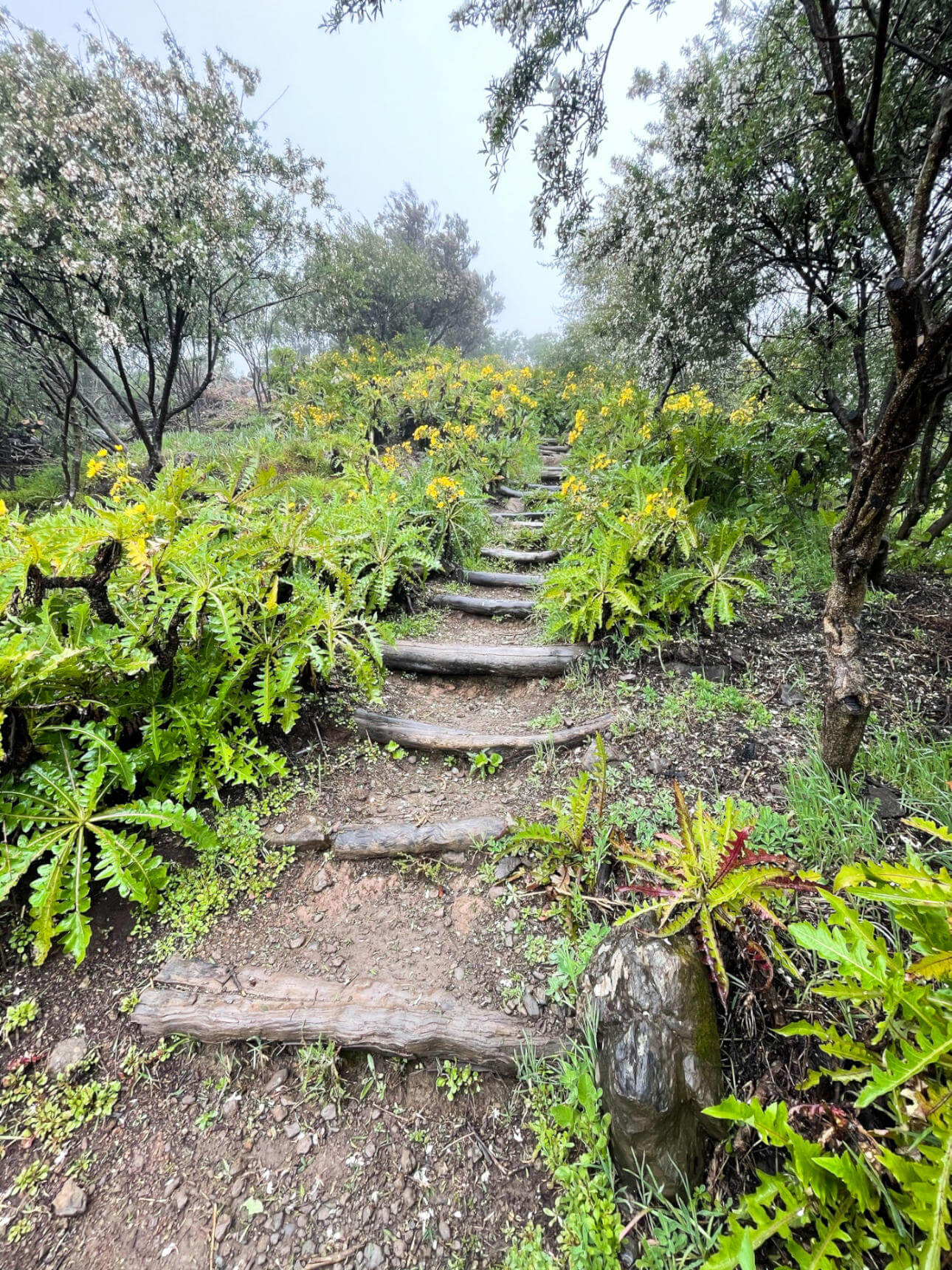Ein für Anfänger geeigneter Wanderweg auf La Gomera führt durch aufregende Gräser und Natur pur.