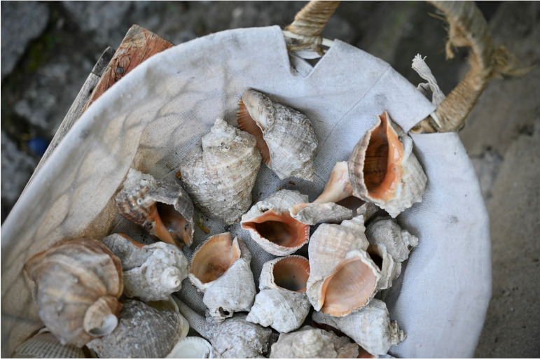 Ein Korb voller Muscheln am Strand von Sosopol in Bulgarien.