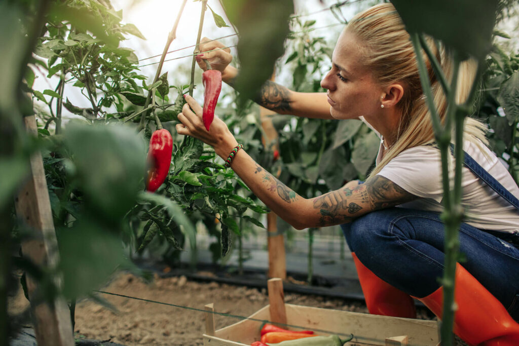 Eine Frau kümmert sich um ihre reife Paprikapflanze im Gewächshaus