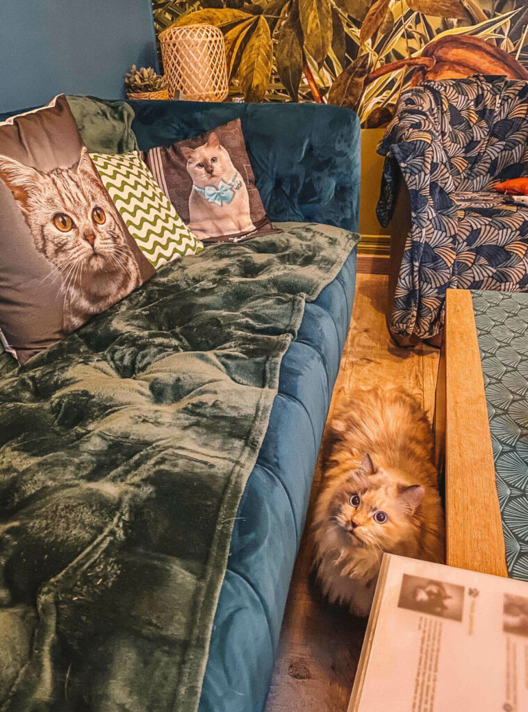 Eine Katze blickt zwischen gemütlichen Sofas und Tischen im Katzencafé Chatperlipopette hindurch.