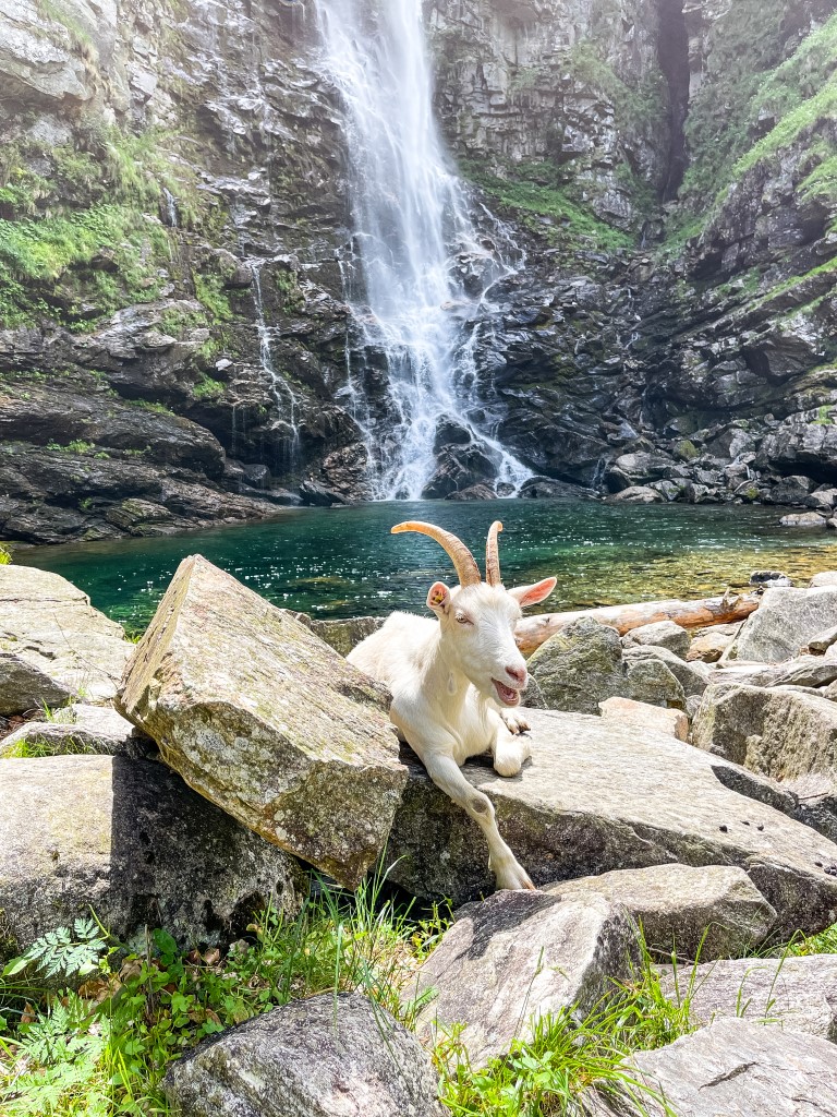 Um den Wasserfall Cascata La Froda findet man auch Ziegen, die in der Sonne entspannen.