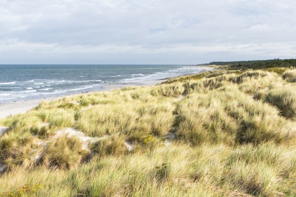 Auf den Dünen am Strand kann man die Aussicht über Dänemarks Natur genießen.