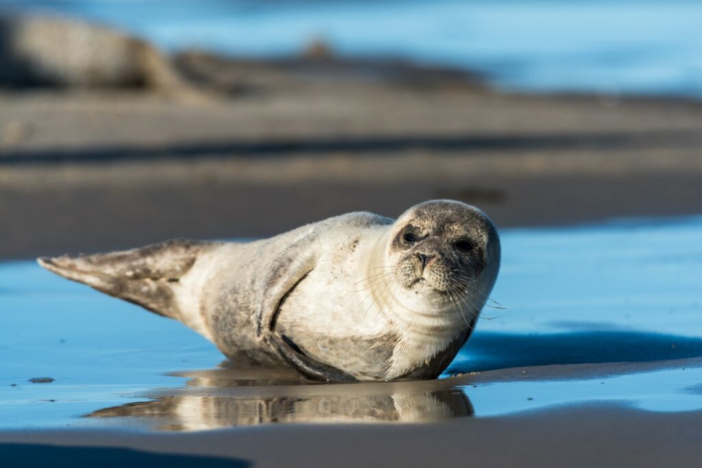 Eine kleine Robbe liegt seitlich auf dem nassen Sand in Grenen an Dänemarks Küste.