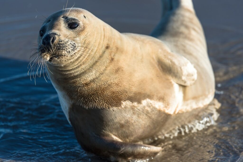 In Grenen am Meer in Dänemark ragt eine Robbe aus dem seichten Wasser hervor.
