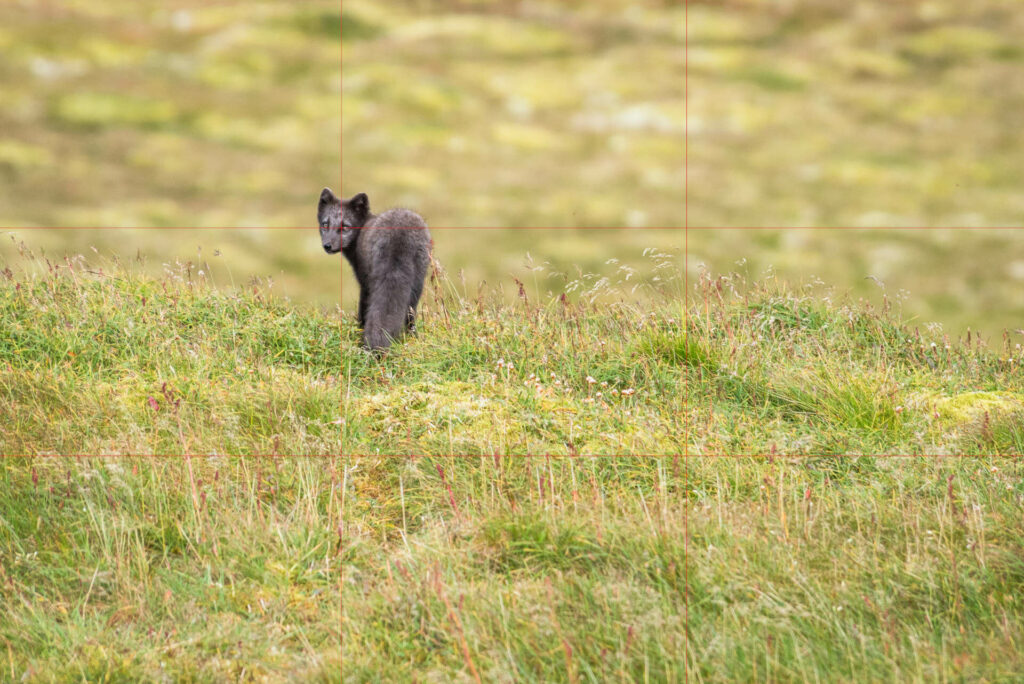 Ein junger Polarfuchs auf einer grünen Wiese auf Island, fotografiert im Goldenen Schnitt, ein besonders guter Trick für ausbalancierte Fotos..