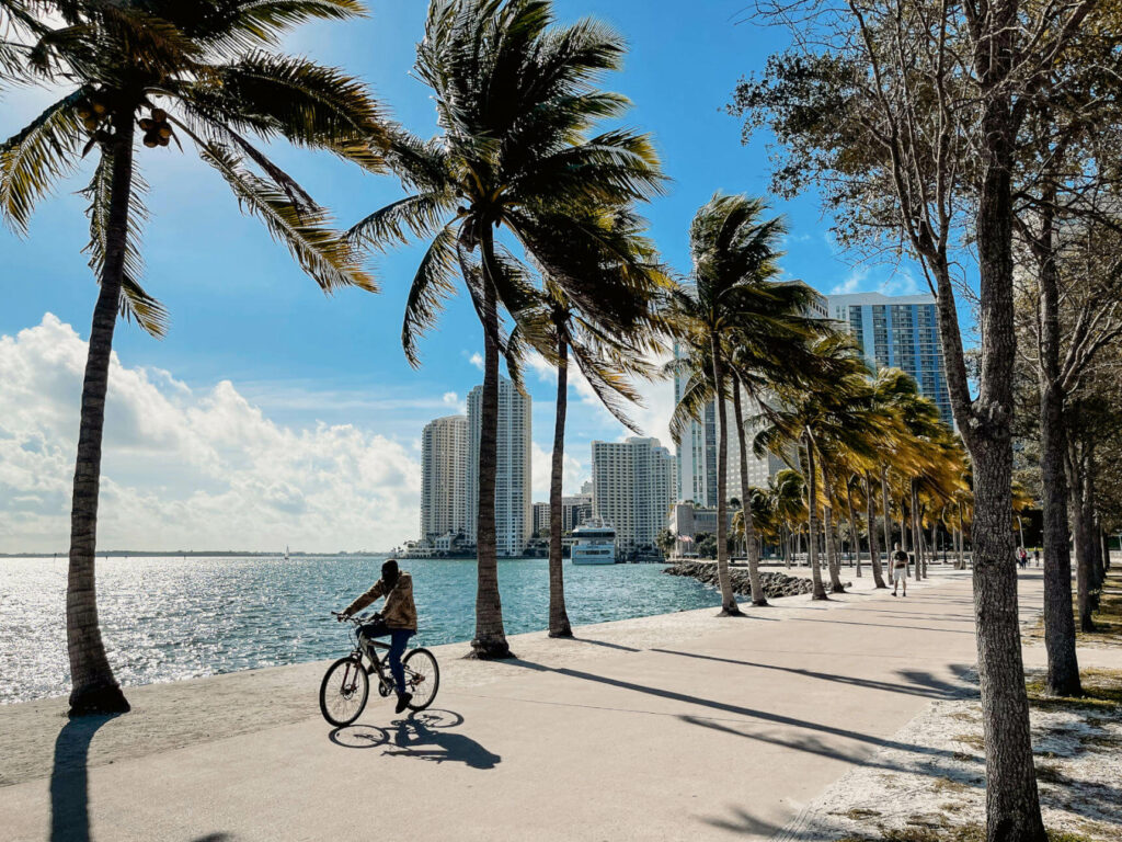 In Miami sind die Straßen von Palmen umgeben.
