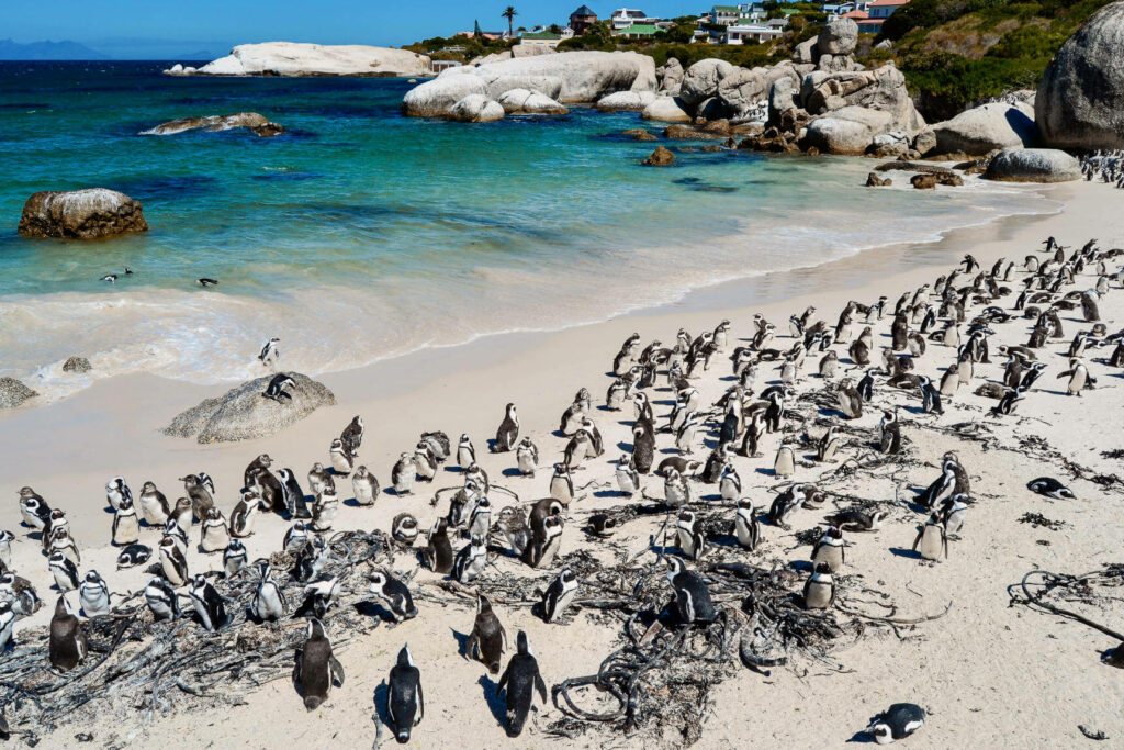 Ein Reisetipp etwas südlich von Kapstadt, den man sich nicht entgehen lassen sollte: Am Boulders Beach tummeln sich die Pinguine am Strand herum.