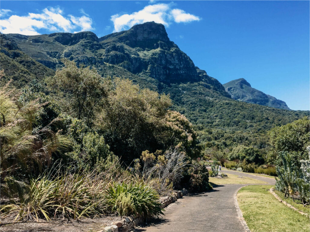 A must among Cape Town travel tips: the Kirstenbosch National Botanical Garden.