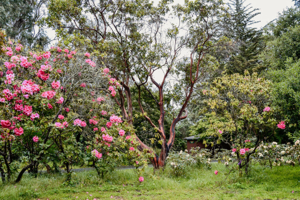 Amidst the hustle and bustle of San Francisco, find a tranquil setting at Golden Gate Park.