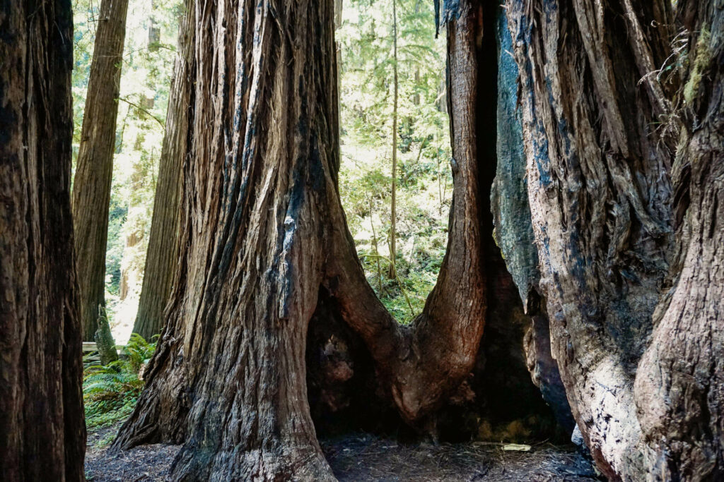 Wer in der Umgebung von San Francisco in die Natur möchte sollte unbedingt dem Muir Woods National Monument einen Besuch abstatten und die riesigen, alten Küstenmammutbäume bestaunen.