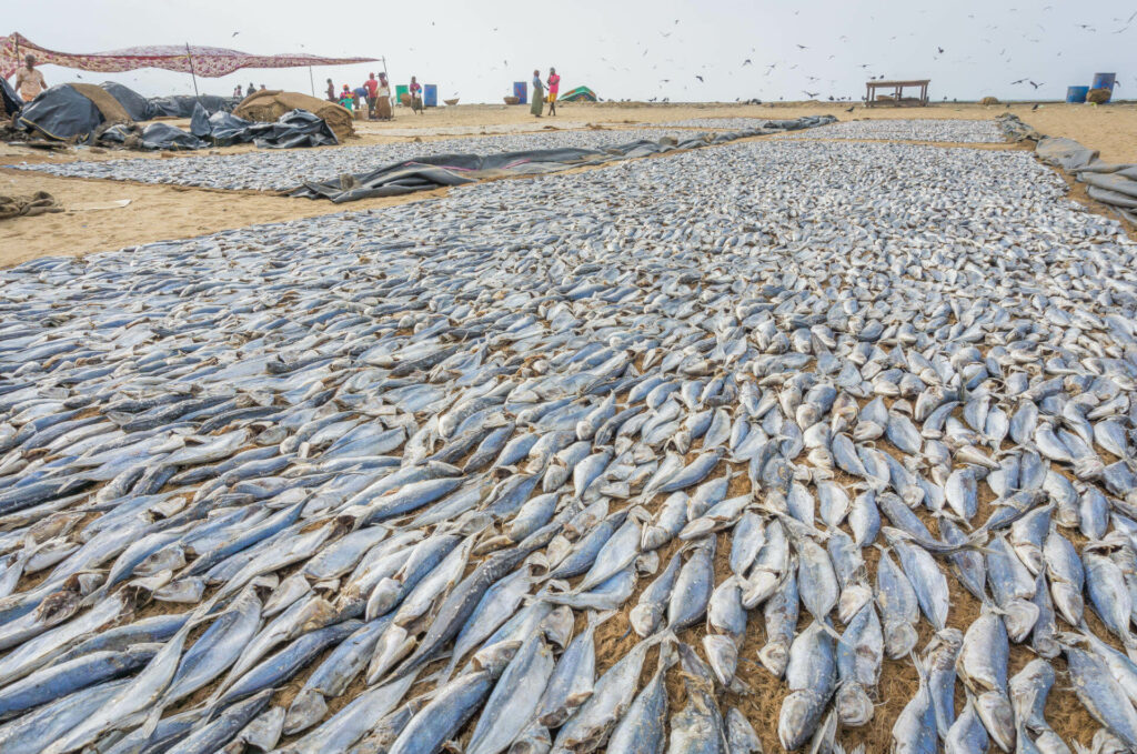 Der Fischmark in Negombo auf Sri Lanka ist definitiv ein spezielles Highlight, was man sonst in der Art nicht oft zu sehen bekommt.