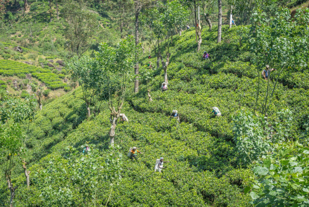 Die Teeplantagen auf Sri Lanka zu Besuchen ist definitiv ein Highlight für alle Teeliebhaber.