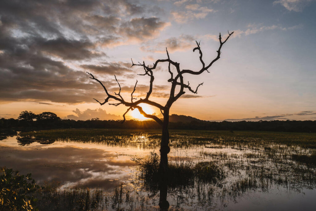 Der Yala Nationalpark auf Sri Lanka ist eine Sehenswürdigkeit, die man auf jeden Fall gesehen haben sollte.
