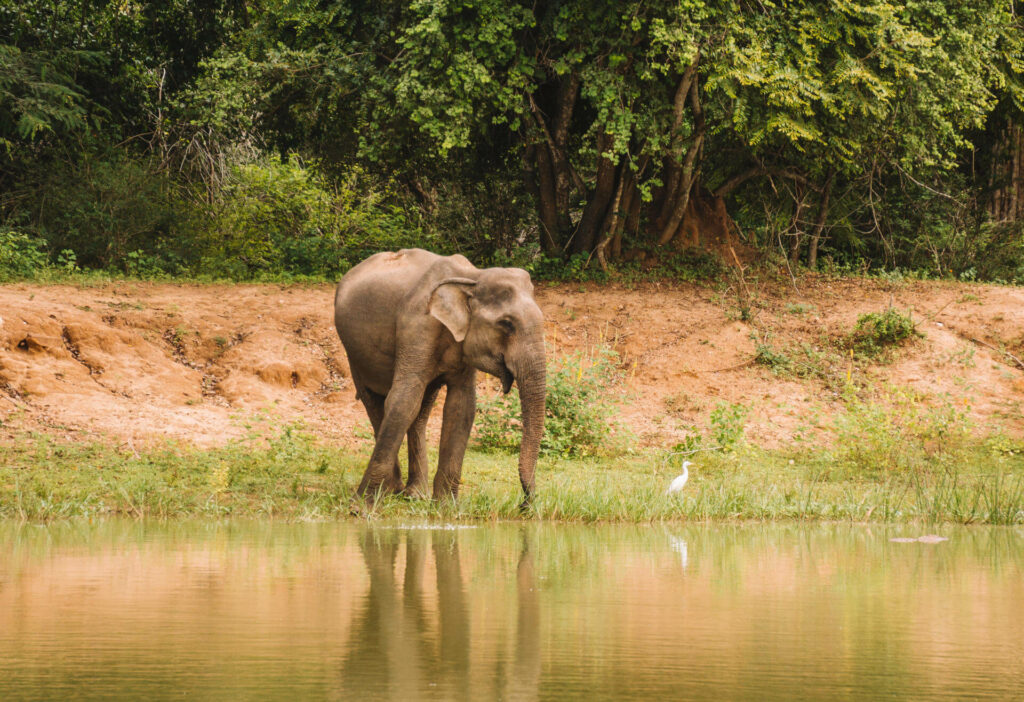 Eine Safari durch den Yala Nationalpark auf Sri Lanka ist eines der Highlights!