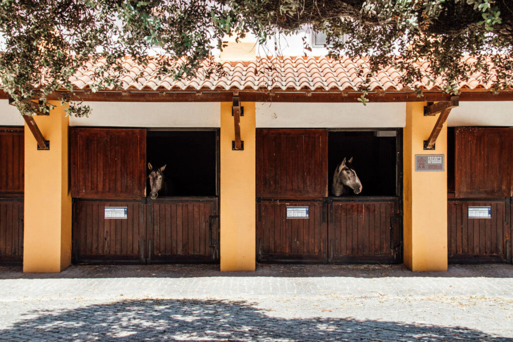 Zwei Pferde schauen aus im Gestüt Alter Real in Alentejo ihren Boxen