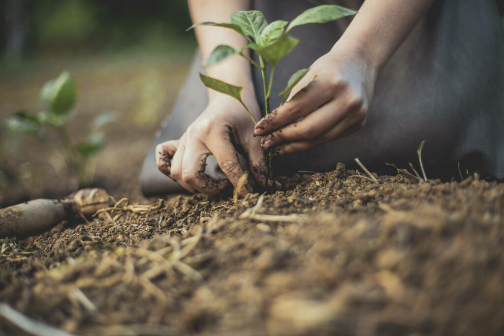 Die Hände eines Gärtners setzen eine junge Pflanze in die Erde: Klimaprojekte wie Click A Tree fördern sanften Tourismus.