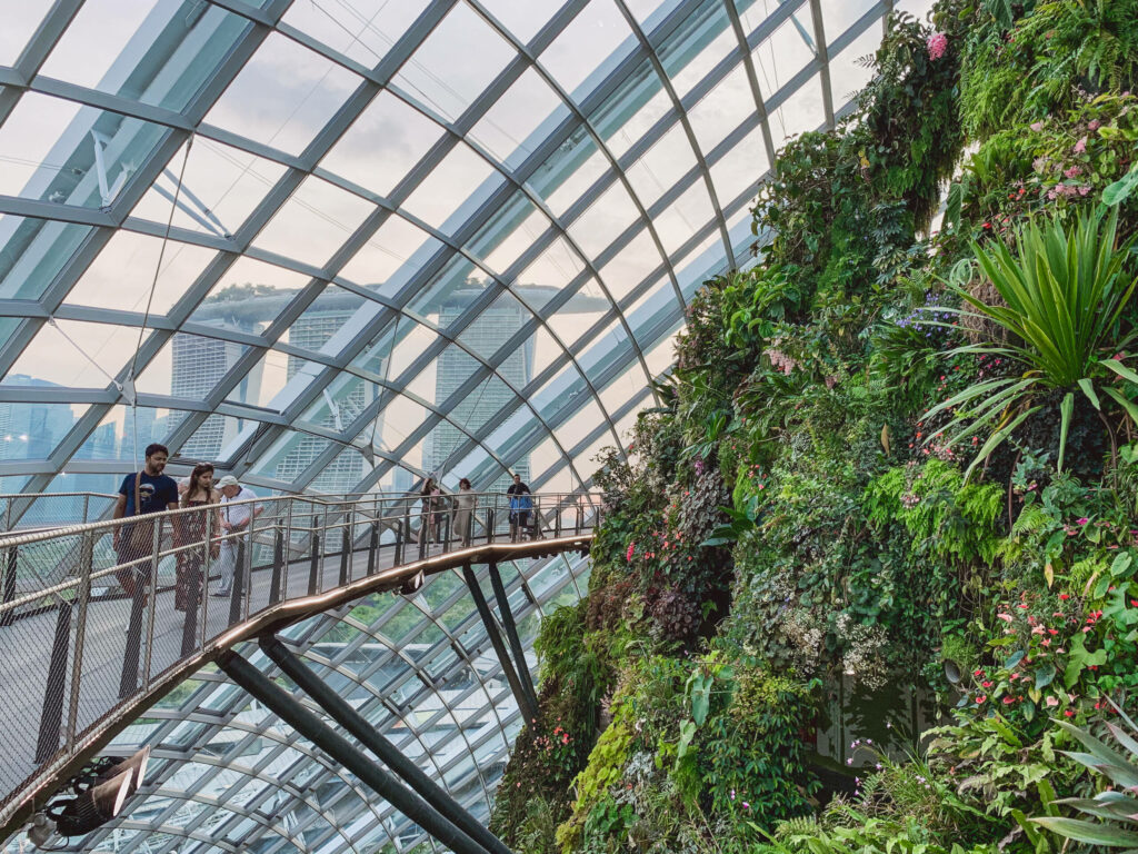 Ein Skywalk im Cloud Forest, führt vorbei an einem mit Pflanzen übersäten Felsen.