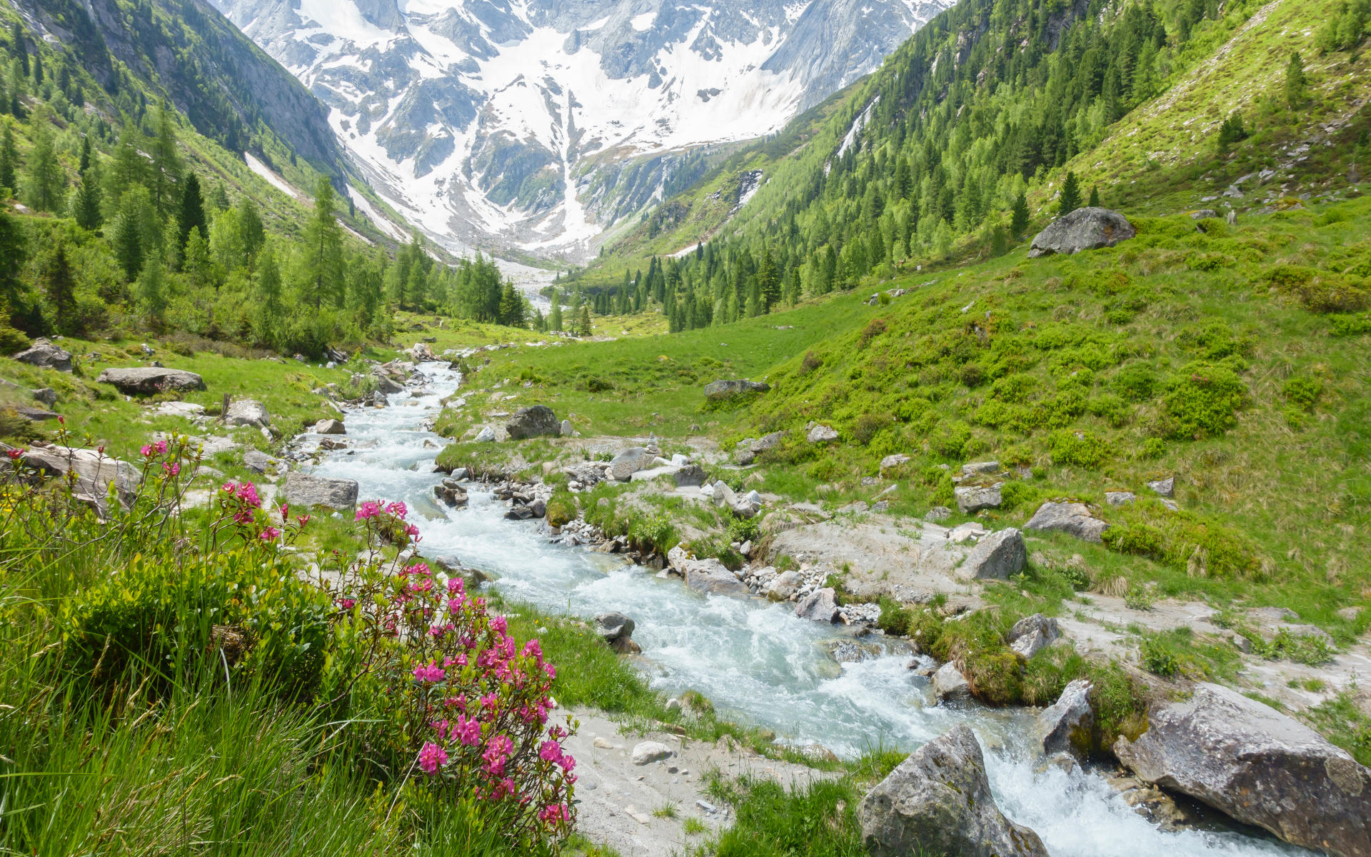 Ein wilder Flusses in mitten eines naturbelassenen Tals in den Bergen zwischen grünen Wiesen.
