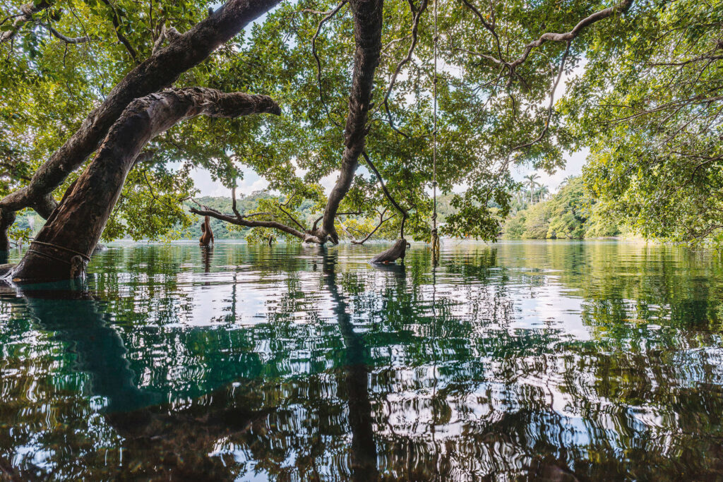 Ein Baum ragt aus dem Wasser der Cenote Azul, der tiefsten Cenote Yucatans.