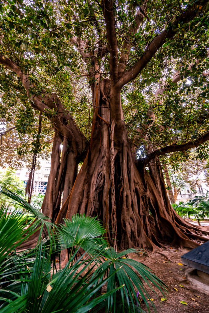 A big tree in the park of Alicante old town.