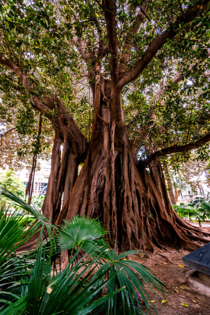 Ein großer Baum im Park der Altstadt von Alicante.