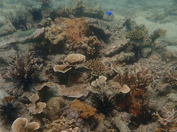 Eine Unterwasserwelt in Krabi mit Seeigeln und kleinen bunten Fischen.